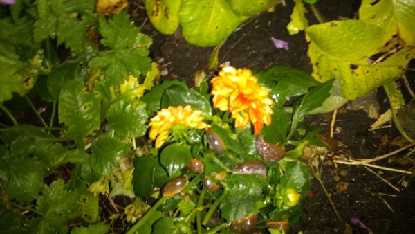 Allotment?Veg Patch Thread 10 - Plotmenters  busy into summer ! and loving James Wong