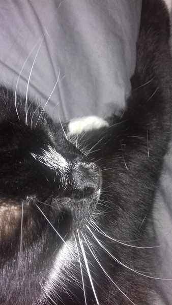 Cats still catting. What's your DCat up to today? Pt 3