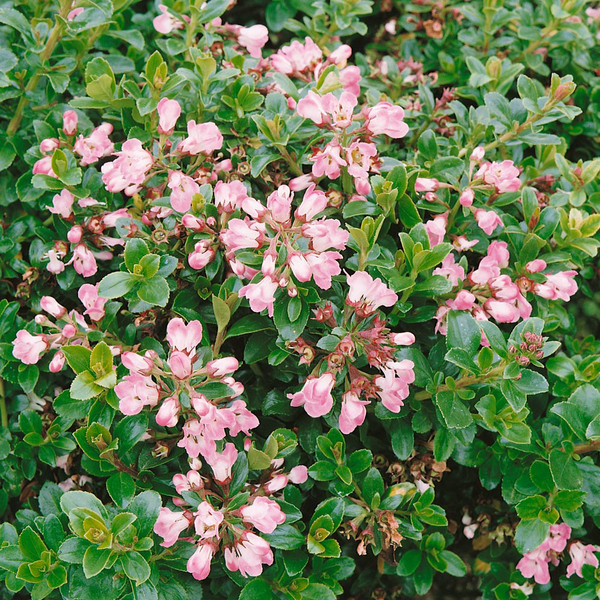 Best evergreen bushes