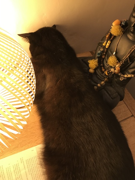 Cats still catting. What's your DCat up to today? Pt 3