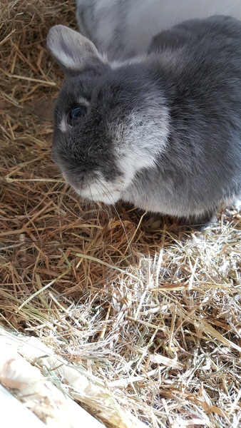 Rabbit-severe sudden head tilt