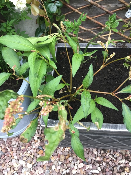What is this plant??!