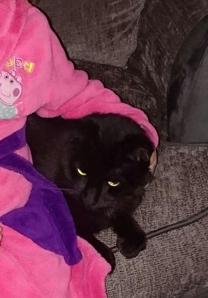 Friend won't take cats back, how do I be a responsible owner?