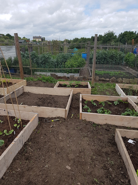 Allotment?Veg Patch Thread 10 - Plotmenters  busy into summer ! and loving James Wong