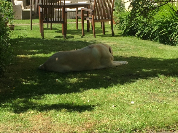 How are you helping your dogs in this heat?