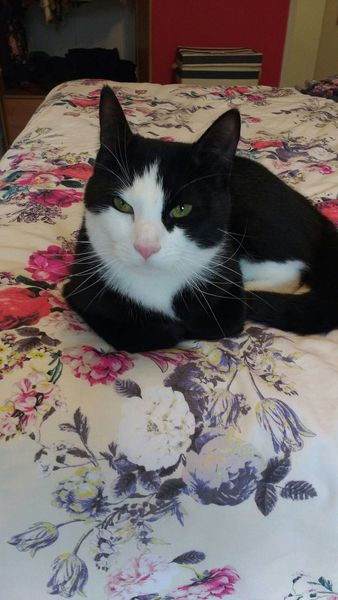 Cat not keen on collar