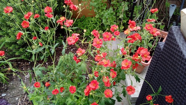 What's looking good in your garden at the moment?