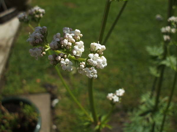 To those of you who said it was Valerian..............................