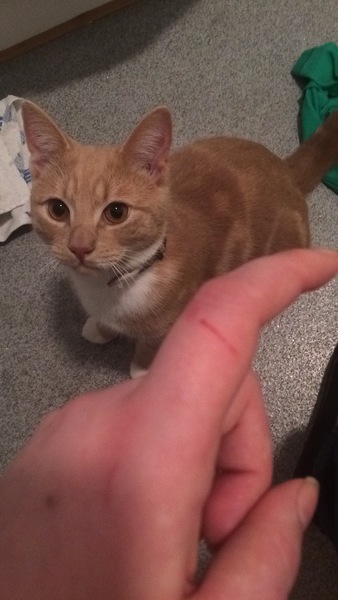 To cat or not to cat?