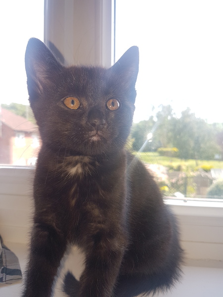 Another stray kitten!!!
