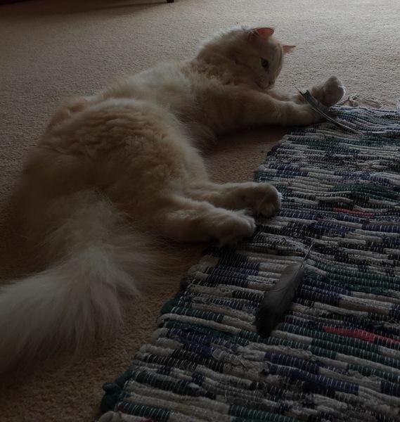 Recommend me a cat breed (please)