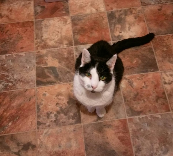 Tell us what your pets mean to you - for a chance to win a Fitbit Alta plus a copy of Finding Gobi. Now closed.