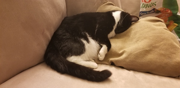 To love my kittens and want to see yours?