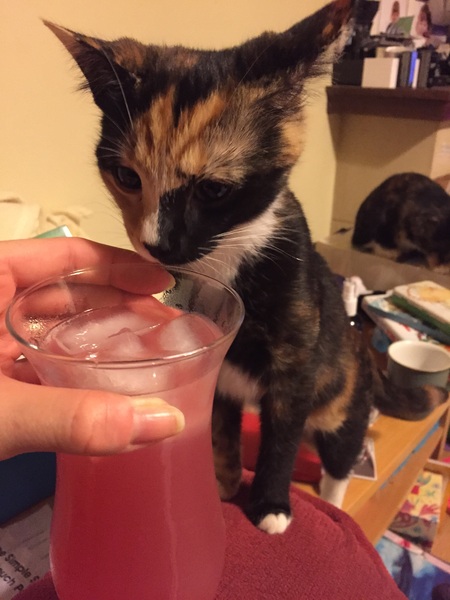 Cat drinking my juice out of my glass!
