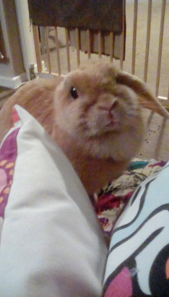 Rabbit-severe sudden head tilt