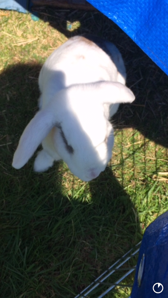 Please help diagnose my rabbit