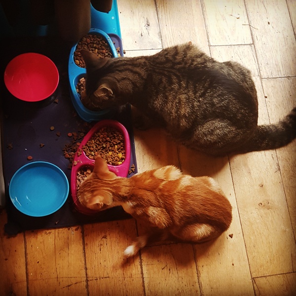 Cats still catting. What's your DCat up to today? Pt 3