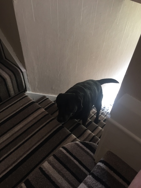 Sneaky dogs (include pics)