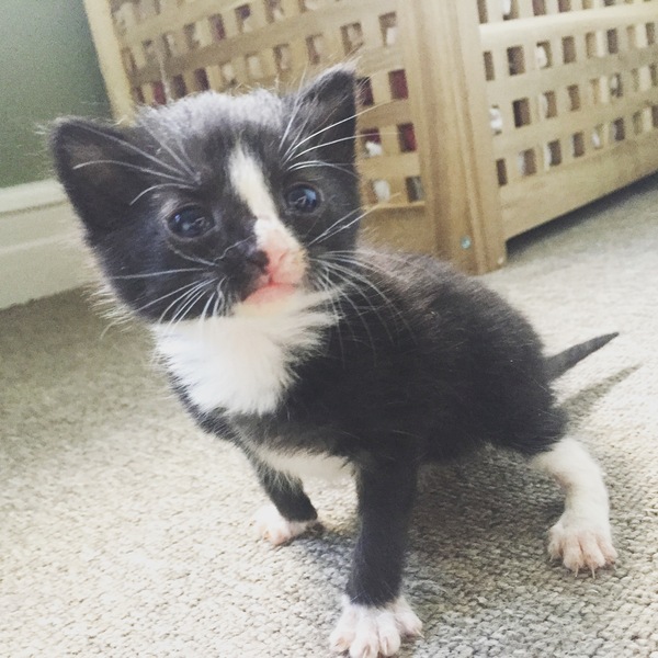 Update on 1 week old stray being fostered by foster cat