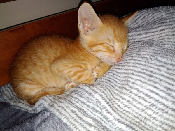 So who got a new kitten recently? Let's see then.