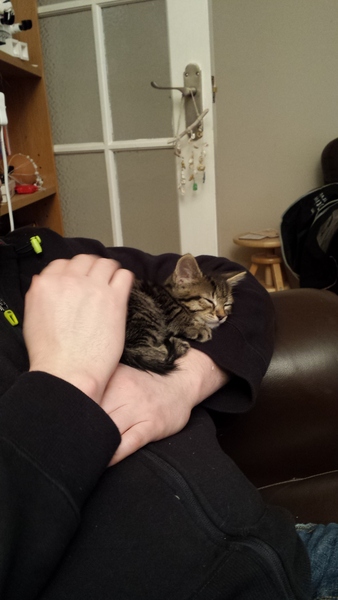 When did you first realise you loved your cat (i.e they had 'won' !)