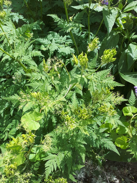 A what plant is this?