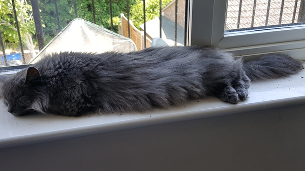 Cats still catting. What's your DCat up to today? Pt 3