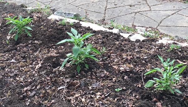 Chili growing taller and taller