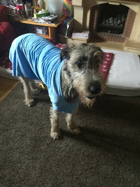 The weather is awful. Does your dog walk in the rain?