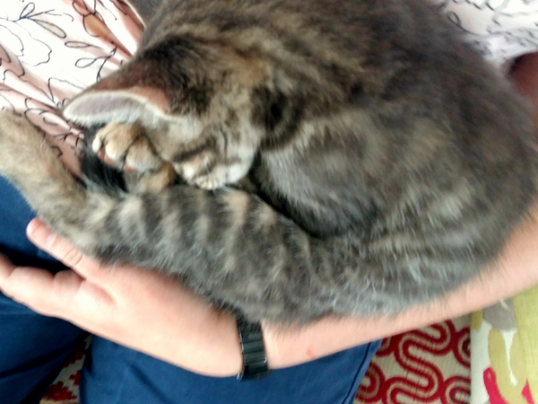 Cats still catting. What's your DCat up to today? Pt 3