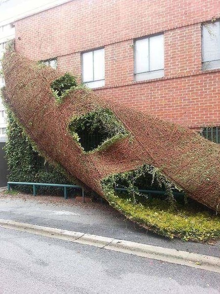 I've just found a very satisfying ivy removal picture