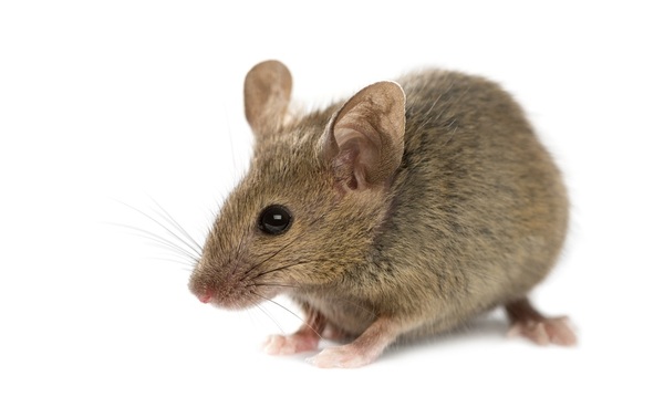 To be freaked out by a mouse