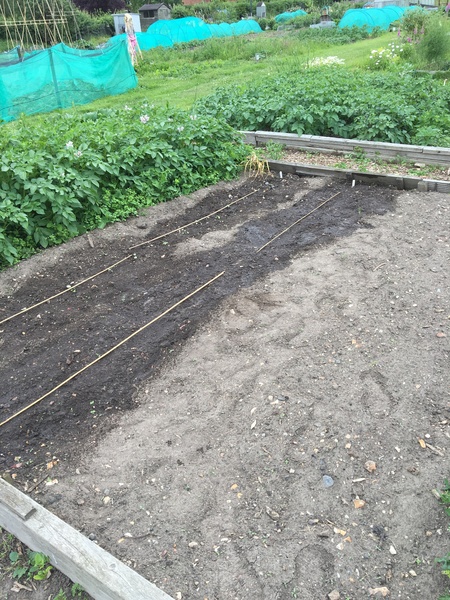 Allotment?Veg Patch Thread 10 - Plotmenters  busy into summer ! and loving James Wong