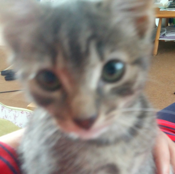 So who got a new kitten recently? Let's see then.