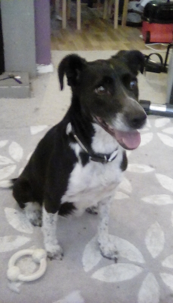 Meet Sasha