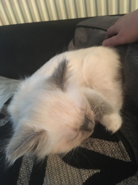 Kitten crying help!