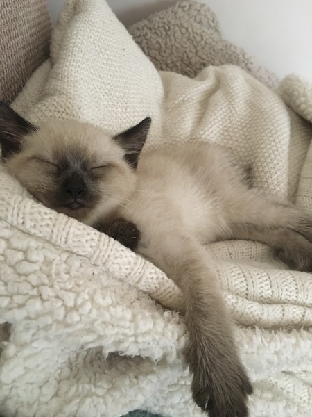 To love my kittens and want to see yours?