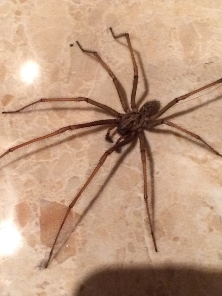 To think that I was not being a pussy over this huge spider? (Picture of spider included)