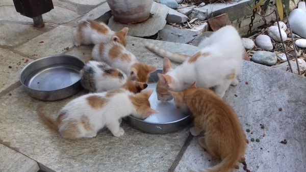 Frugaleers - joyfully jumping into June