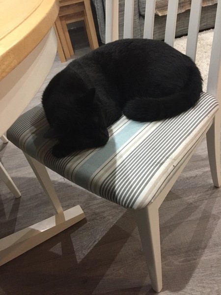 cat attacked last night
