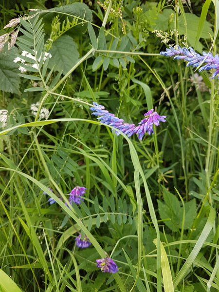Climber ID please