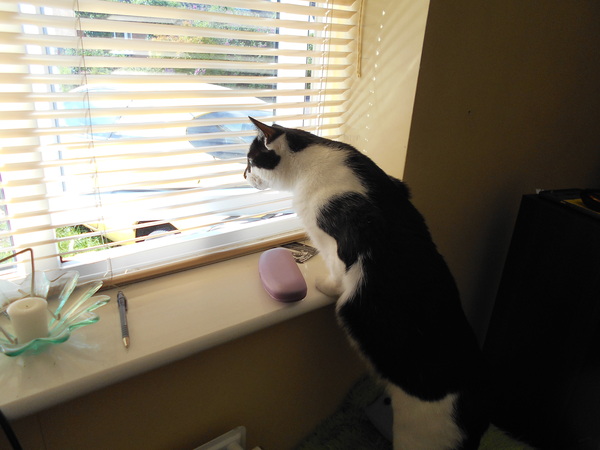 Cats still catting. What's your DCat up to today? Pt 3