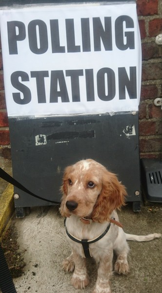 Dogs At Pollingstations