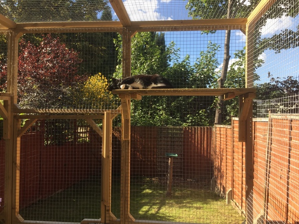 Outdoor cat run/ pen
