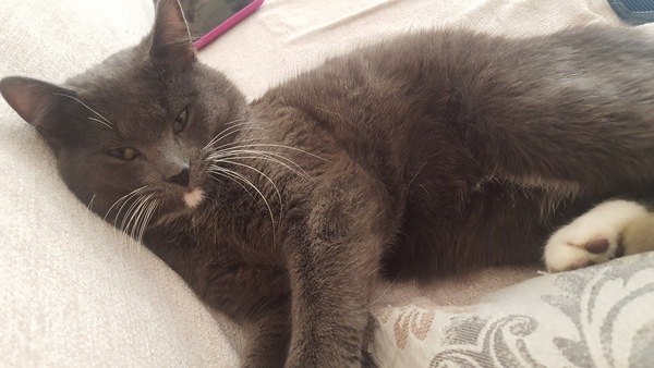 Any experts on cat breeds?