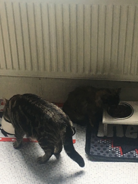 When do you actually start feeding them in the same room?