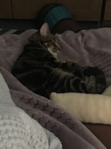 Cats still catting Part 4