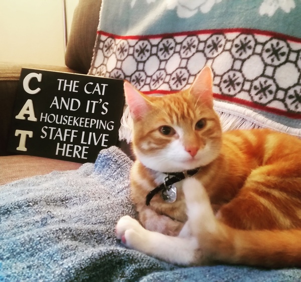 What is wonderful about your cat?