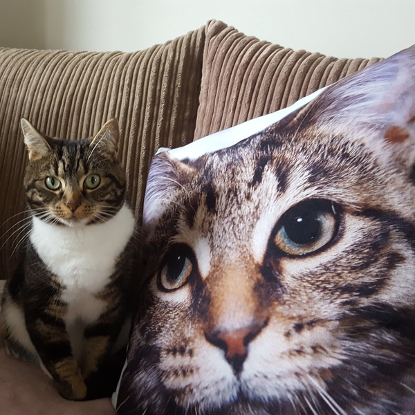 To ask to see a picture of your pet when it was a baby and now?