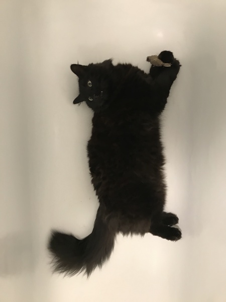 What is wonderful about your cat?